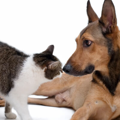 Dog and Cat