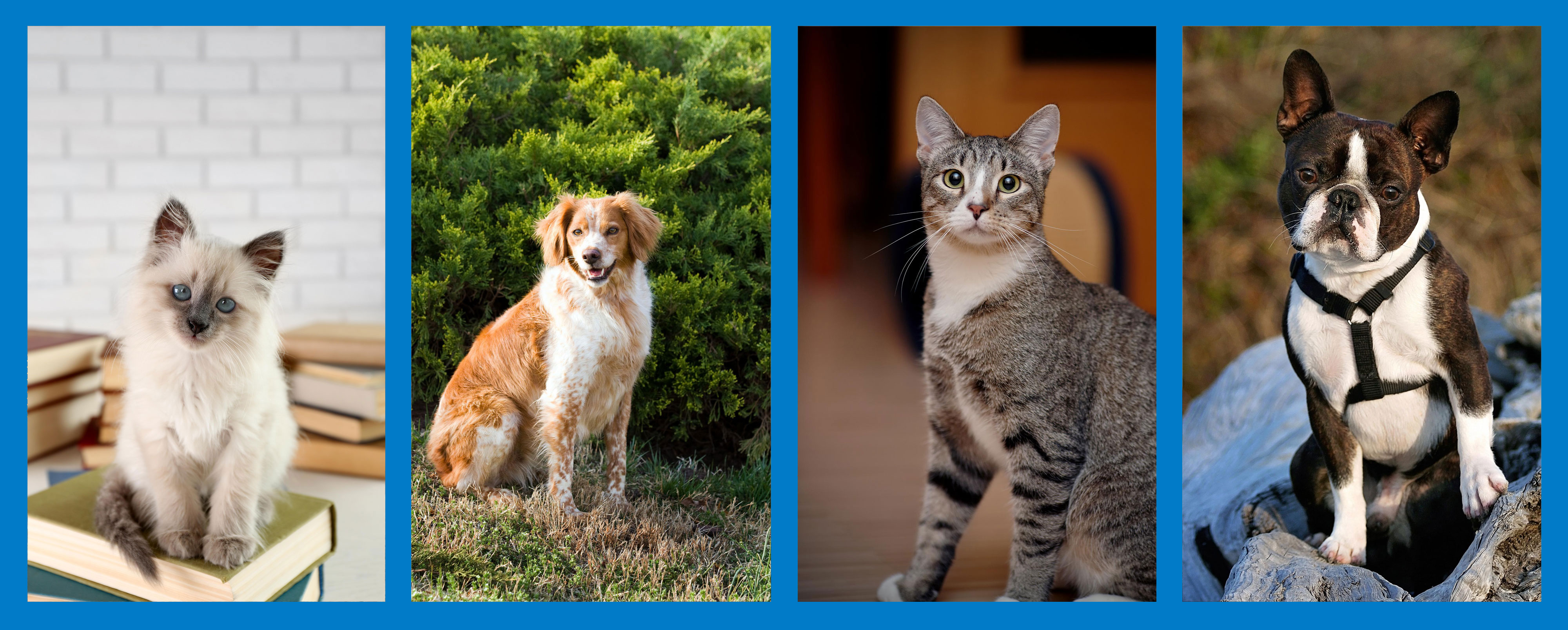 Animal Collage